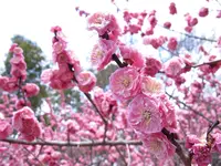 京都御苑の写真・動画_image_744865