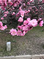京都御苑の写真・動画_image_744867