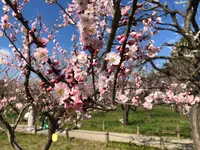 偕楽園の写真・動画_image_745018