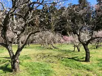 偕楽園の写真・動画_image_745022