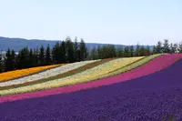 ファーム富田の写真・動画_image_746682