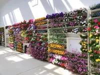 HANA・BIYORI(ハナビヨリ)の写真・動画_image_748492