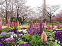 HANA・BIYORI(ハナビヨリ)の写真・動画_image_748496