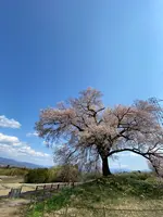 わに塚のサクラの写真・動画_image_750607