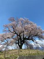 わに塚のサクラの写真・動画_image_750608