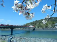 宇治公園(塔の島)の写真・動画_image_751263