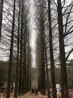 昌徳宮/チャンドックン/창덕궁の写真・動画_image_751649
