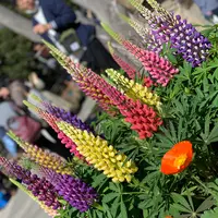 江の島サムエル・コッキング苑の写真・動画_image_752175