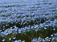 青ノ洞門の写真・動画_image_752843
