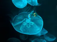 九十九島水族館海きららの写真・動画_image_752903