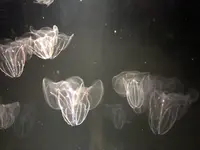 九十九島水族館海きららの写真・動画_image_752905