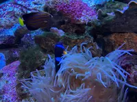 九十九島水族館海きららの写真・動画_image_752907