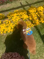 フローラルガーデンおぶせの写真・動画_image_757862
