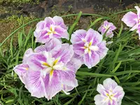 西の久保公園の写真・動画_image_764917