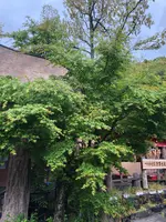 天狗の滝の写真・動画_image_769839