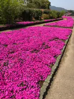 空の公園の写真・動画_image_769845