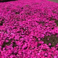 空の公園の写真・動画_image_769851