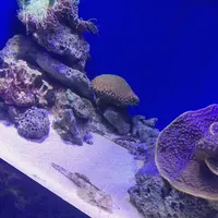 沼津港深海水族館の写真・動画_image_773593