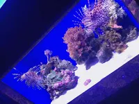 沼津港深海水族館の写真・動画_image_773594