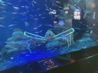 沼津港深海水族館の写真・動画_image_773595