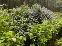 あじさい坂の写真・動画_image_777187