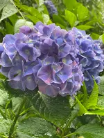 あじさい坂の写真・動画_image_777190