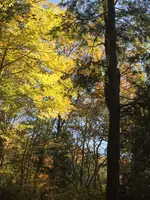 益子県立自然公園 益子の森の写真・動画_image_777242