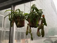東京都夢の島熱帯植物館の写真・動画_image_781606