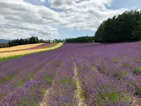 ファーム富田の写真・動画_image_782155