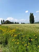 ケンとメリーの木の写真・動画_image_782969