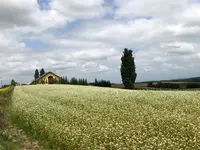 ケンとメリーの木の写真・動画_image_782970