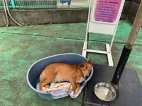 碑文谷公園の写真・動画_image_783435
