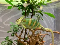 NIFREL（ニフレル）の写真・動画_image_786055