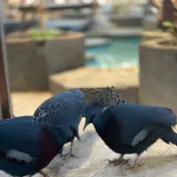 NIFREL（ニフレル）の写真・動画_image_786058