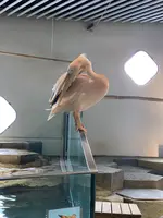 NIFREL（ニフレル）の写真・動画_image_786062