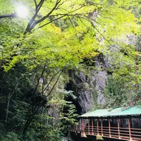 秋芳洞の写真・動画_image_787600