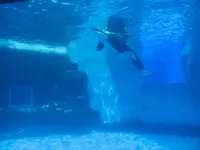 名古屋港水族館の写真・動画_image_787613