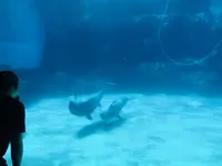 名古屋港水族館の写真・動画_image_787615
