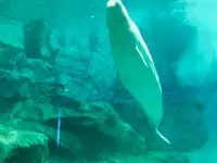名古屋港水族館の写真・動画_image_787616