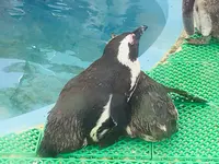 名古屋港水族館の写真・動画_image_787620