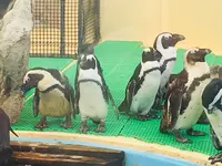 名古屋港水族館の写真・動画_image_787621