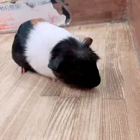 小動物カフェ ROCK STARの写真・動画_image_788669