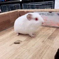 小動物カフェ ROCK STARの写真・動画_image_788671