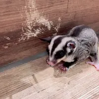 小動物カフェ ROCK STARの写真・動画_image_788672