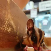 小動物カフェ ROCK STARの写真・動画_image_788673