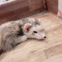小動物カフェ ROCK STARの写真・動画_image_788674