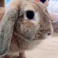小動物カフェ ROCK STARの写真・動画_image_788675