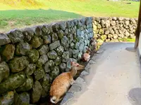 東大寺二月堂の写真・動画_image_788871