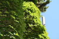 東湖八坂神社の写真・動画_image_799084