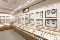 昆虫の家・頑愚庵の写真・動画_image_816603
